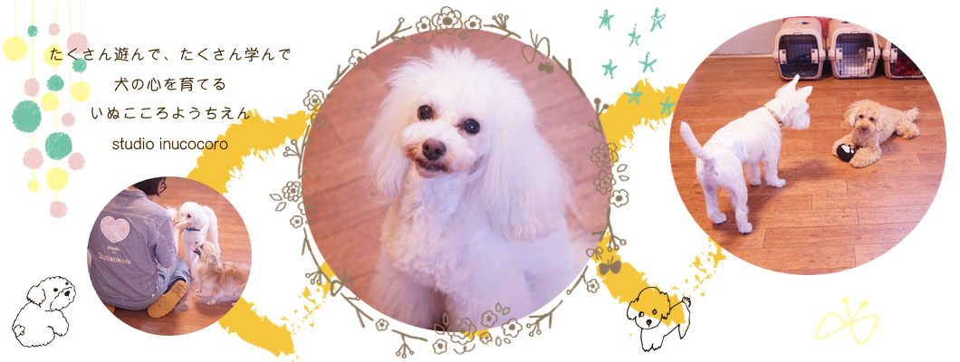 京都府城陽市 宇治市のトリミングサロン 犬の幼稚園studio Inucocoro